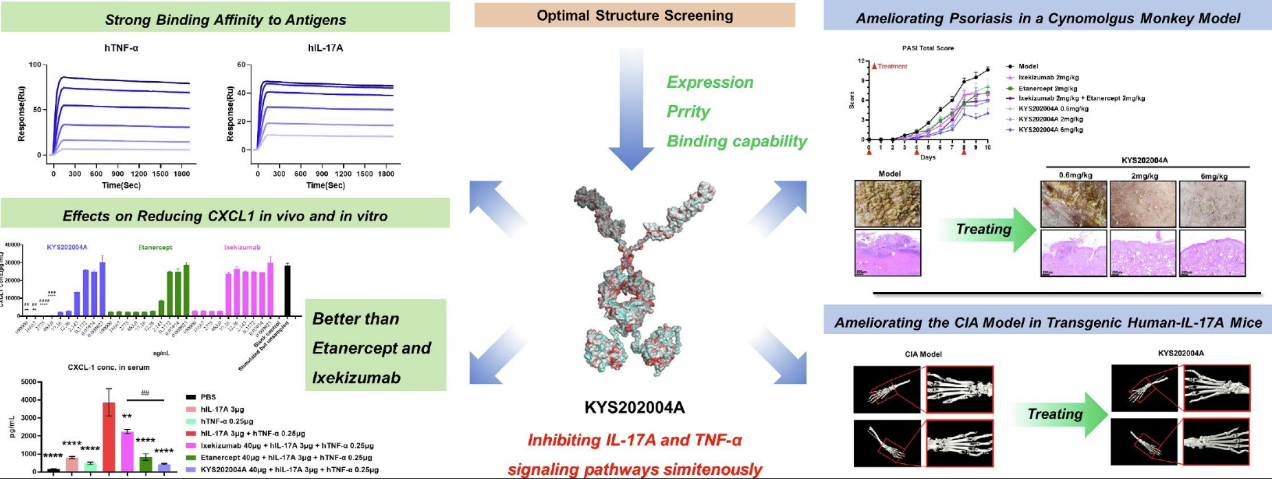 KYS202004A在分子設(shè)計(jì)上采用依那西普的sTNFR2融合到Ixekizumab的scFv形式上