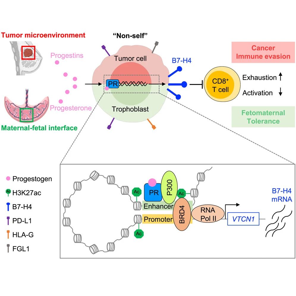 女性激素中的孕激素可調(diào)節(jié)介導(dǎo)腫瘤和母胎免疫耐受的免疫檢查點(diǎn)分子B7-H4