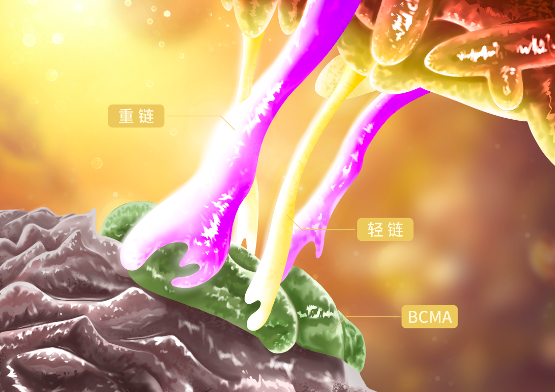 輕鏈抗體和重鏈抗體相互協(xié)同