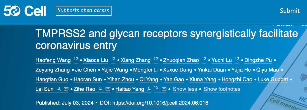 TMPRSS2 and glycan receptors synergistically facilitate coronavirus entry 研究論文