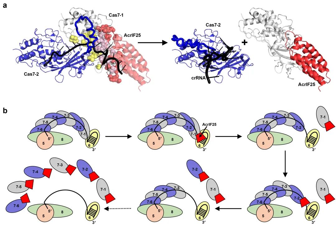 AcrIF25解離Csy復合體的分子機制
