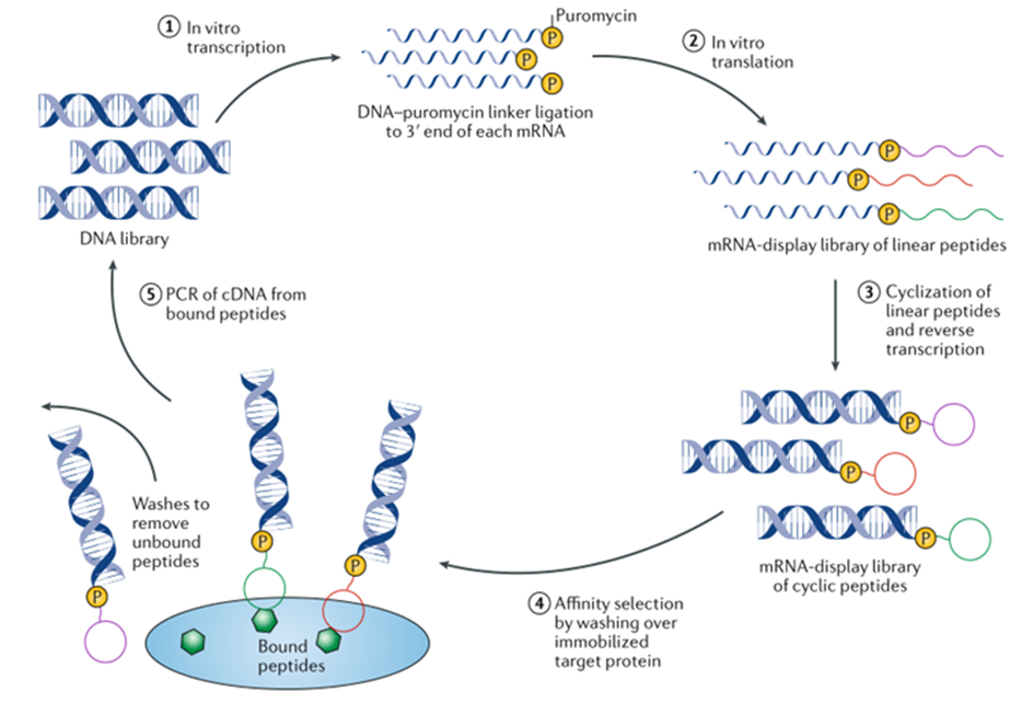 圖1.Overview Of mRNA Display