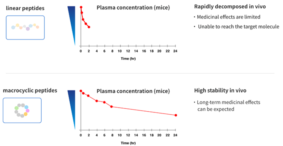 圖2.Stability of Linear Peptides and Macrocyclic Peptides in vivo