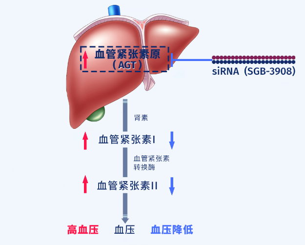 血管緊張素原AGT