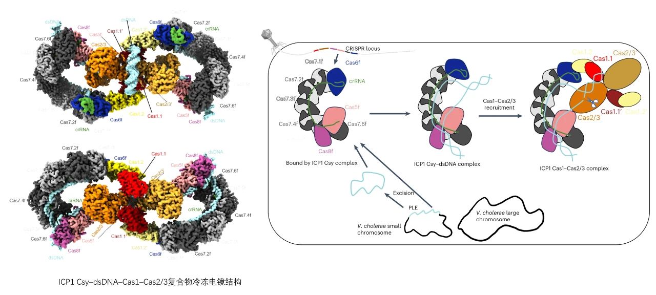 ICP1 I-F型 CRISPR-Cas系統(tǒng)干擾機制