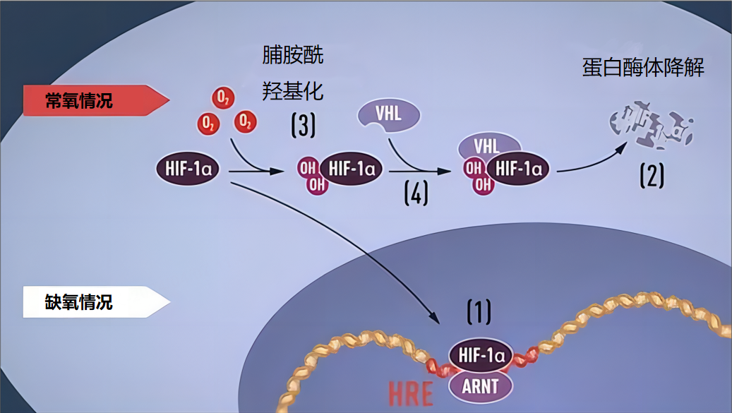 HIF-PH抑制劑