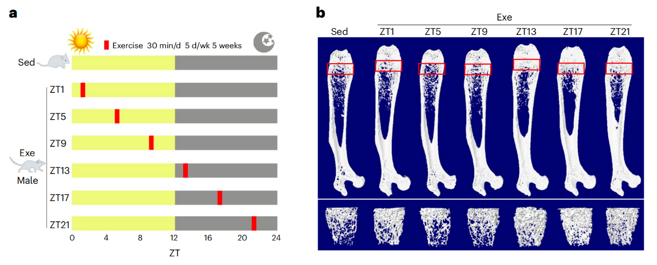 在ZT13時間段運動的小鼠的骨骼長度和質(zhì)量比其他時間段表現(xiàn)出更顯著的增加