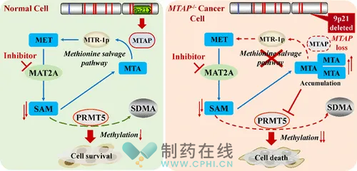  MTAP-MAT2A合成致死信號通路