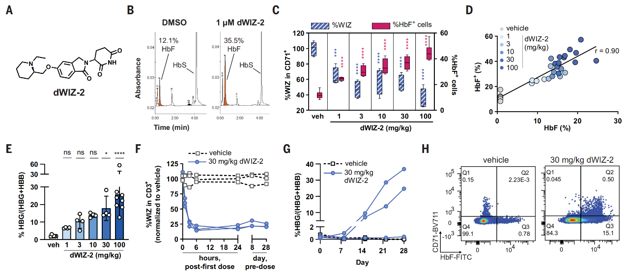 dWIZ-2促進WIZ降解，提高HbF表達水平，并且具有良好的耐受性