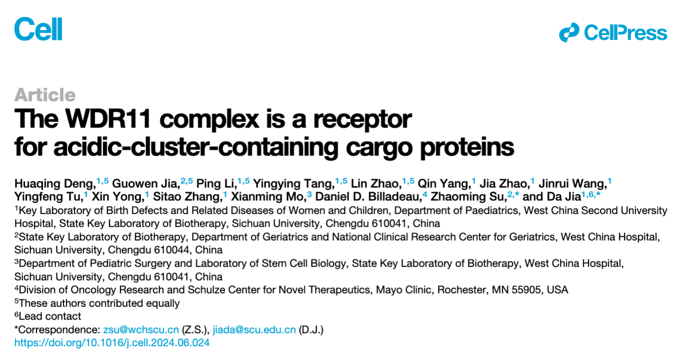 The WDR11 complex is a receptor for acidic-cluster-containing cargo proteins 研究论文