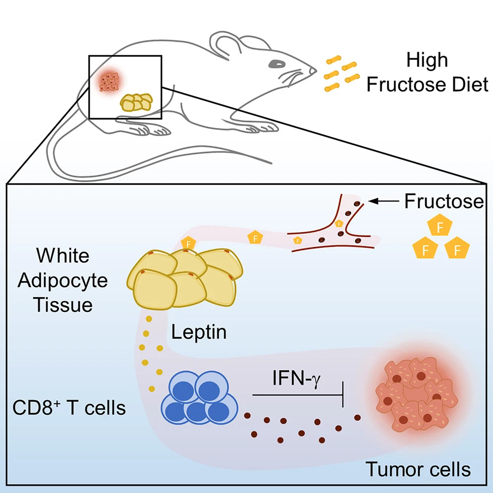 果糖-脂肪細(xì)胞瘦素-CD8+T細(xì)胞軸