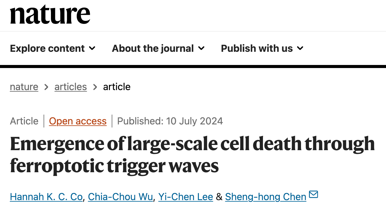 Emergence of large-scale cell death through ferroptotic trigger waves 研究論文