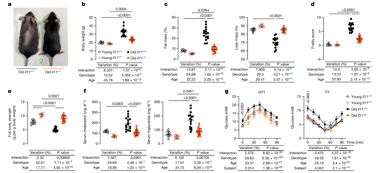 IL-11敲除小鼠可免受年齡相關(guān)的肥胖、衰弱和代謝下降