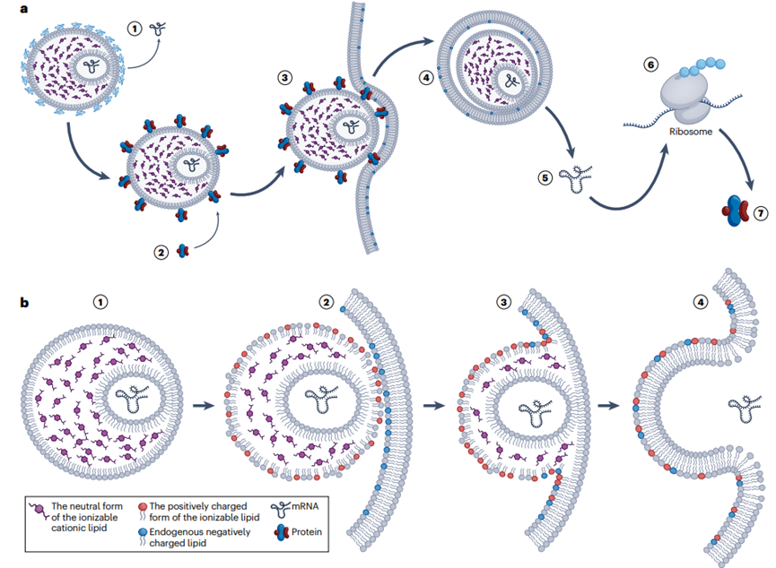 LNP mRNA傳遞系統(tǒng)的作用機(jī)制