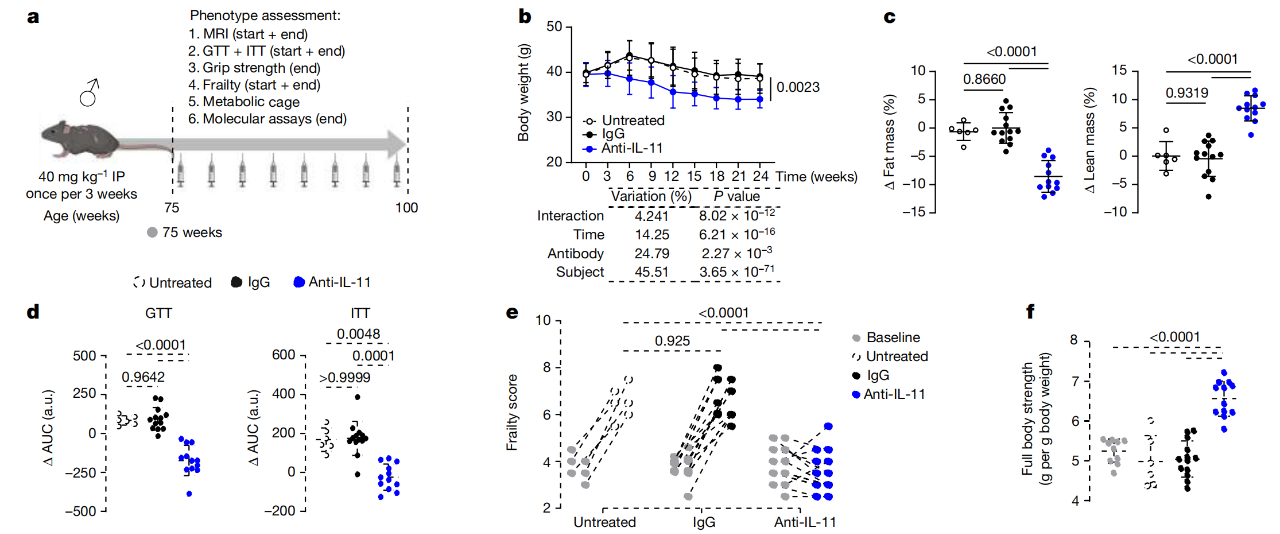 IL-11的治療性抑制可減少小鼠的年齡相關(guān)的代謝功能障礙、致病性信號(hào)傳導(dǎo)和骨骼肌減少癥