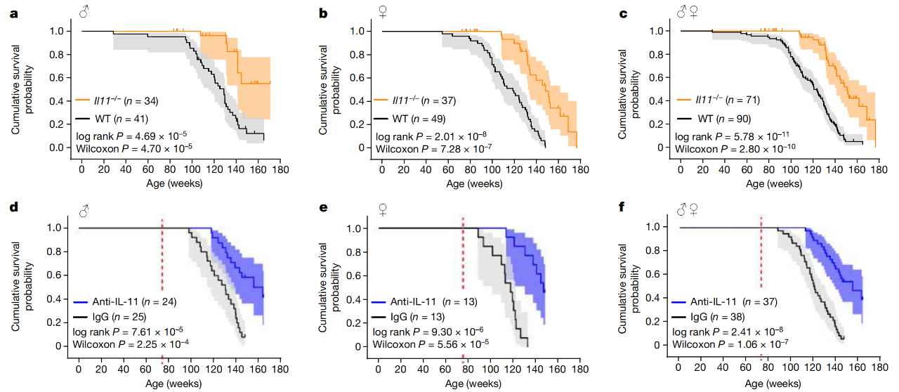 IL-11的基因或藥物抑制可以延長(zhǎng)雄性和雌性小鼠的預(yù)期壽命