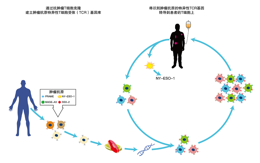 TAEST16001的制備方法和作用機(jī)制