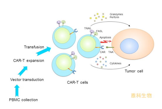  CAR-T細(xì)胞治療流程示意圖