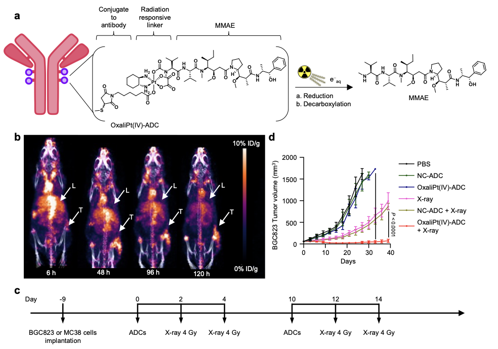 放療激活以Pt(IV)為連接子的ADC，實(shí)現(xiàn)了腫瘤的抑制