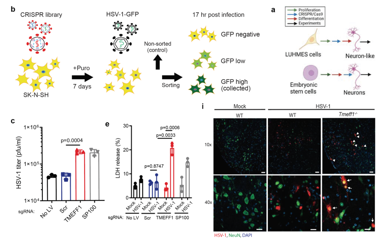 利用CRISPR文庫篩選并在體內(nèi)外驗(yàn)證TMEFF1的抗病毒作用