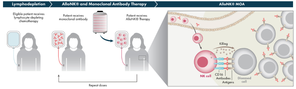 AlloNK療法示意圖