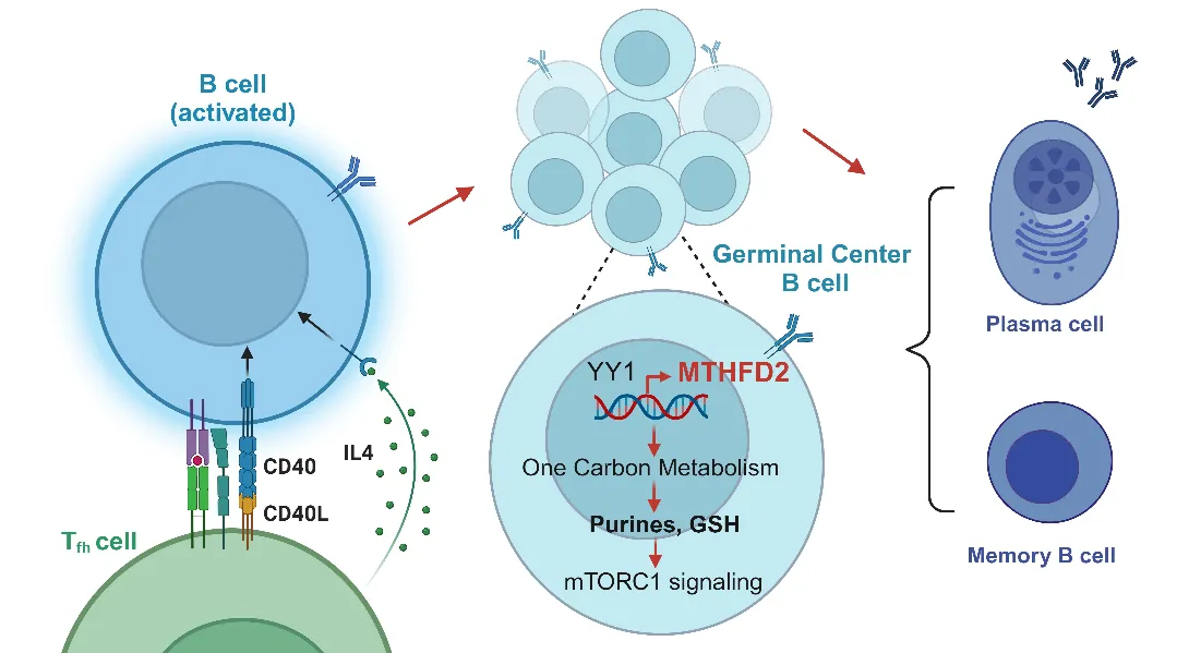 一碳代谢介导的核苷酸合成和抗氧化能力影响GC B 细胞形成