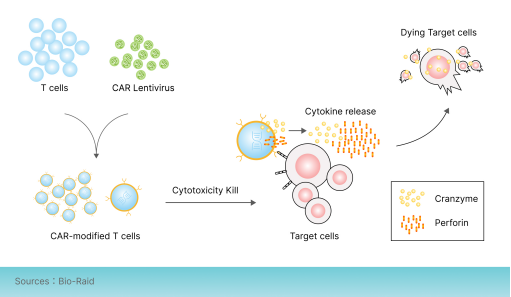 CAR-T細(xì)胞在體內(nèi)殺傷腫瘤細(xì)胞機(jī)制