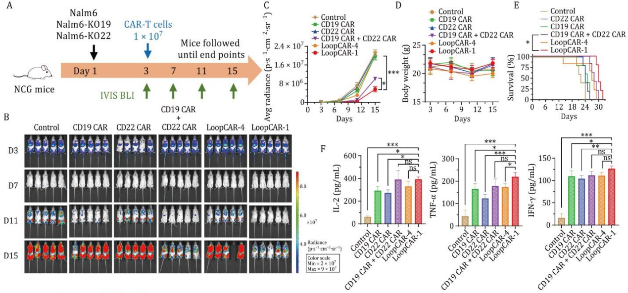 LoopCAR-1在體內(nèi)對CD19+CD22+腫瘤具有強(qiáng)效殺傷作用