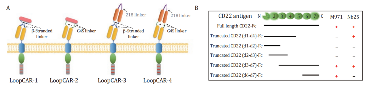 CD19/CD22環(huán)狀CAR結(jié)構(gòu)