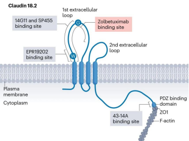 Claudin18.2是一種跨膜蛋白