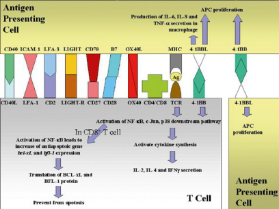 4-1BB共激活免疫應(yīng)答過程