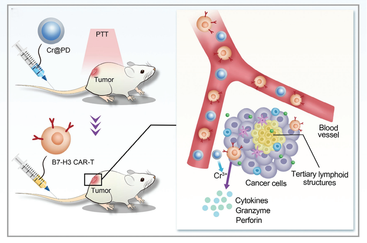 鉻復(fù)合納米結(jié)合光熱療法（PTT）增強(qiáng)CAR-T浸潤和殺傷能力