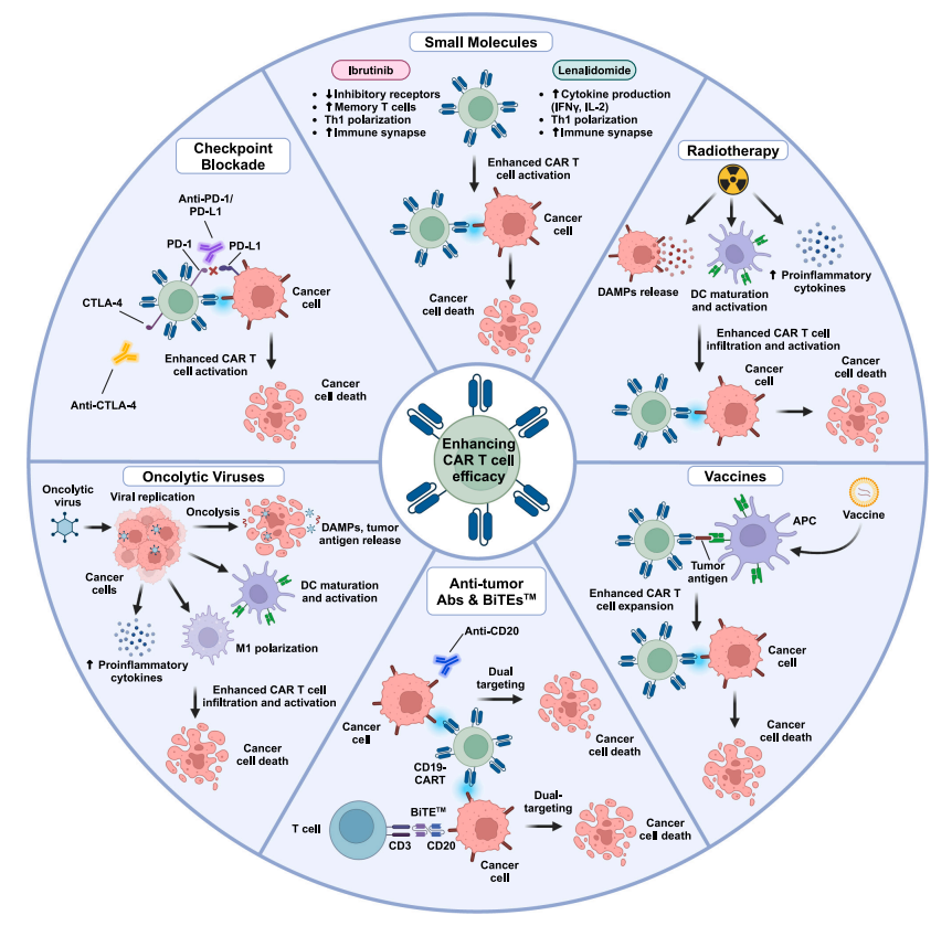 增強CAR-T療效的6項聯(lián)合療法策略