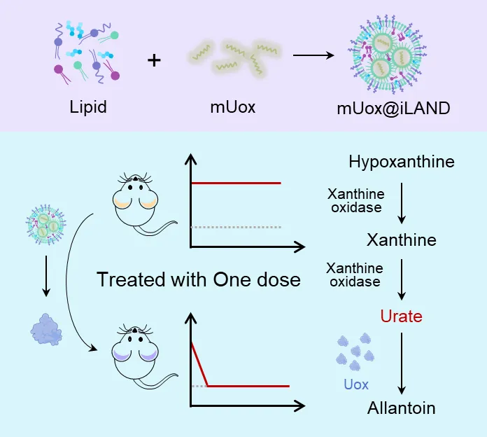 mUox@iLAND經(jīng)單次給藥后可實(shí)現(xiàn)安全高效的降尿酸效果