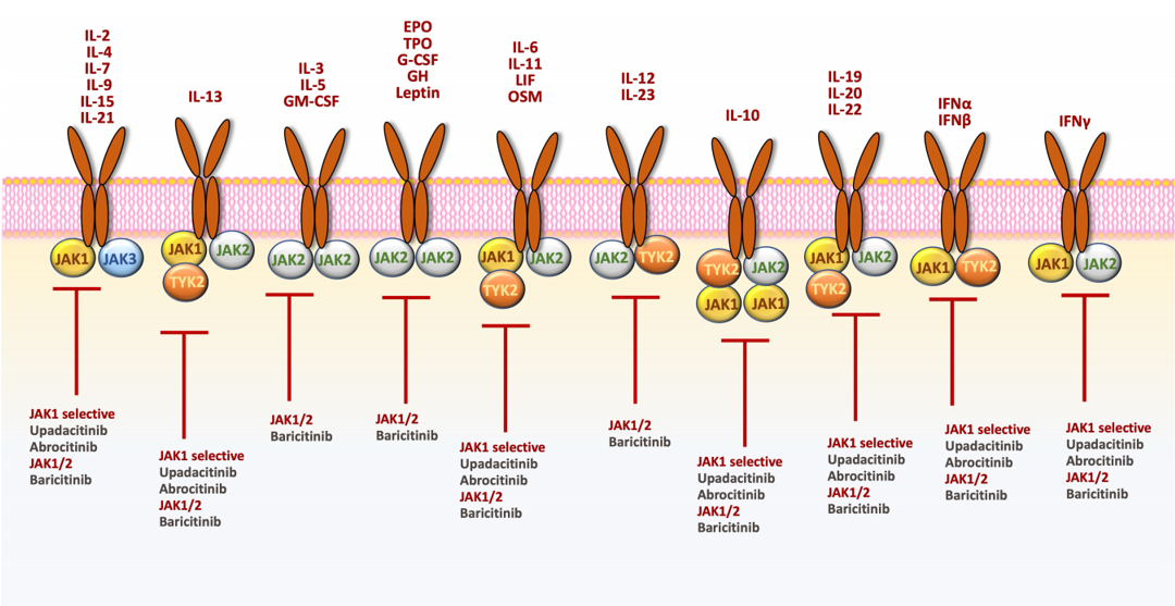 JAK/STAT通路的主要细胞因子和获准用于治疗AD的JAK抑制竞技宝测速dota2示意图