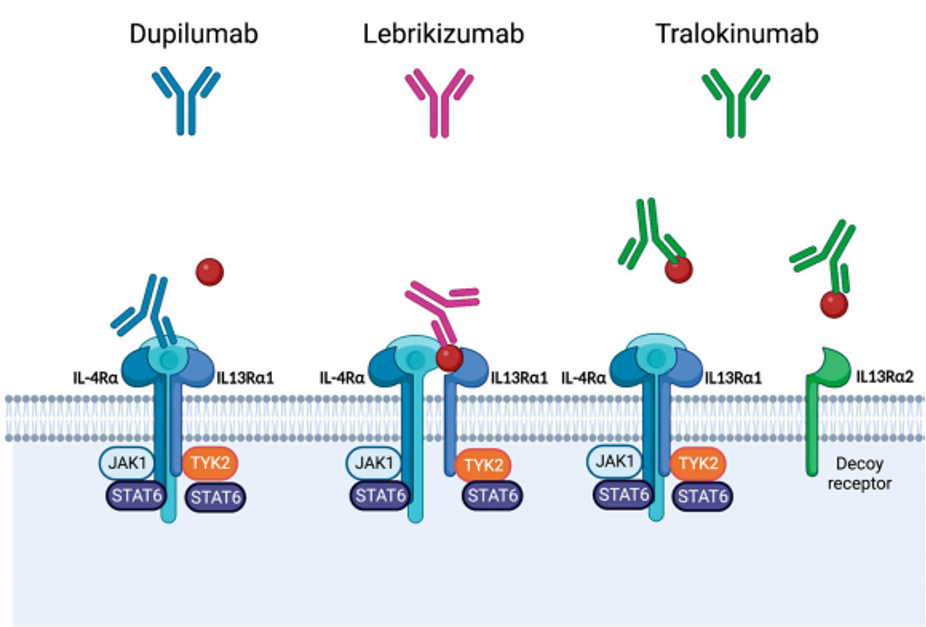 獲批用于治療AD的靶向IL4/IL-13軸的單克隆抗體示意圖