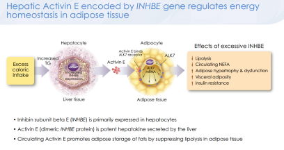 由INHBE基因編碼的肝臟Activin E調(diào)節(jié)脂肪組織中的能量穩(wěn)態(tài)