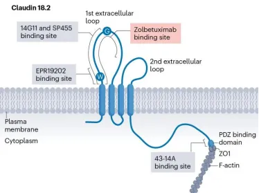 Claudin18.2是一種跨膜蛋白