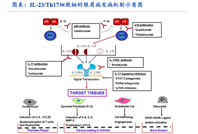 IL-23/Th17細胞軸的銀屑病發(fā)病機制示意圖