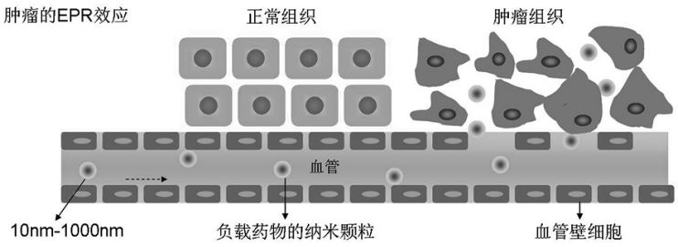 EPR效應(yīng)示意圖