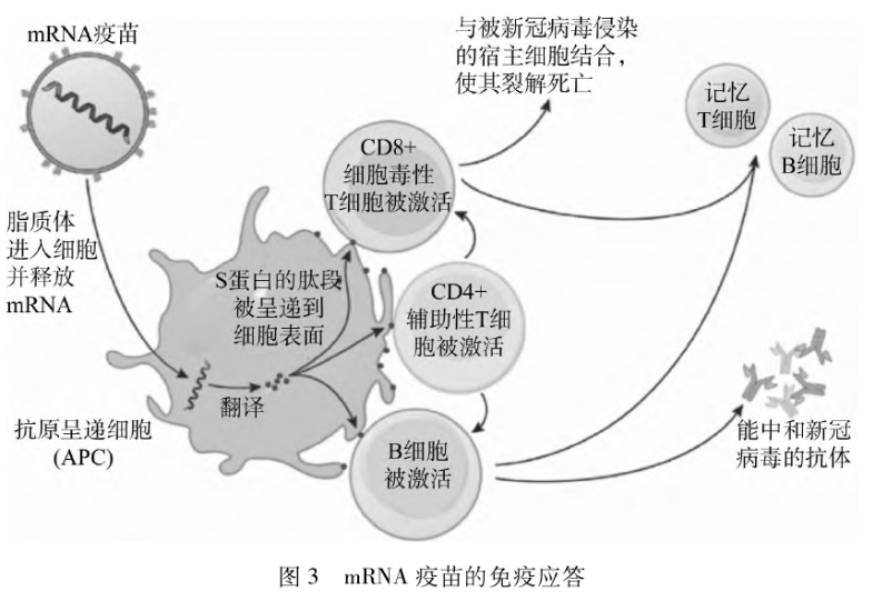 mRNA疫苗的免疫應(yīng)答