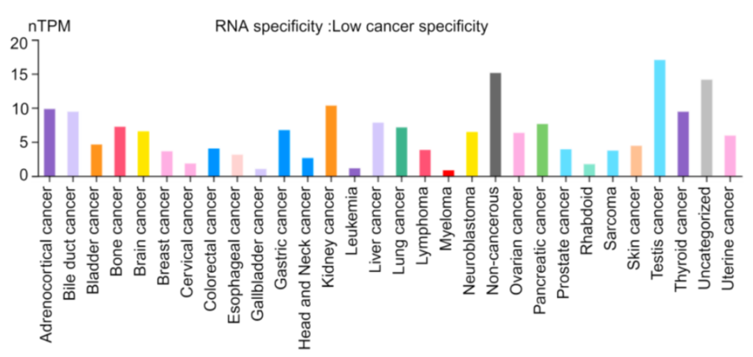 《Unlocking the Potential: Advancements and Future Horizons in ROR1-Targeted Cancer Therapies》