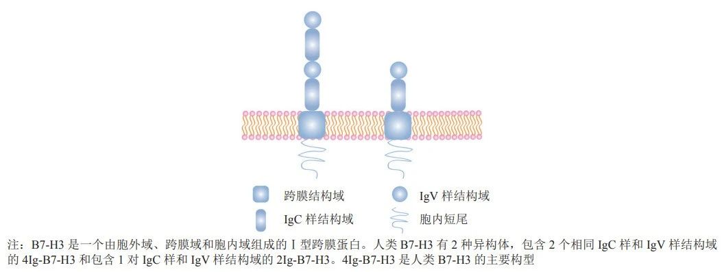 B7H3結(jié)構(gòu)示意圖