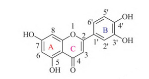 木犀草素的結(jié)構(gòu)修飾及其衍生物研究進展