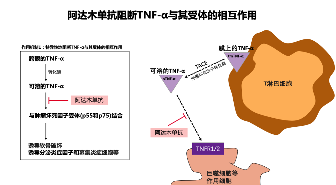 阿達(dá)木單抗阻斷TNF-a與其受體的相互作用