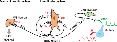 圖1 NKB/NK3的作用機(jī)制