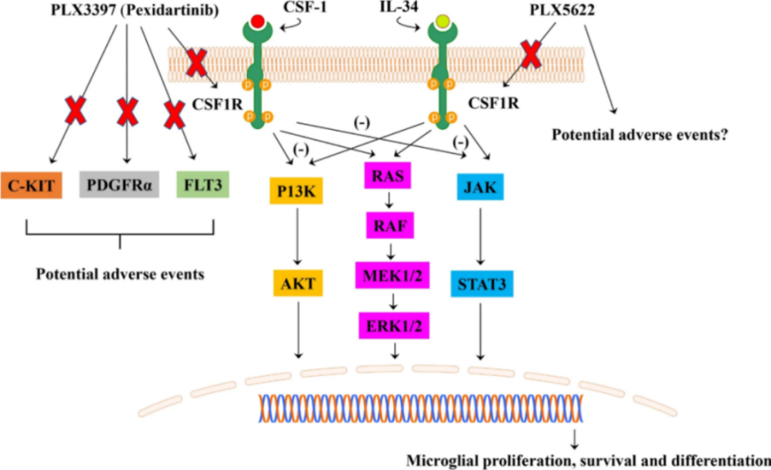 CSF-1R抑制劑