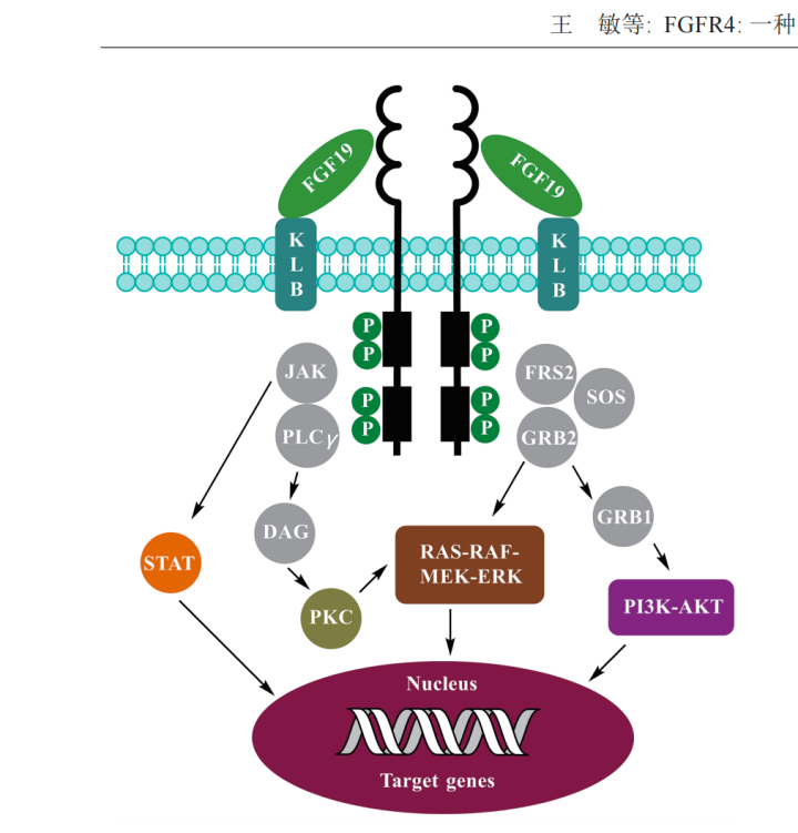 《FGFR4:一種有望治療肝癌的靶點(diǎn)》