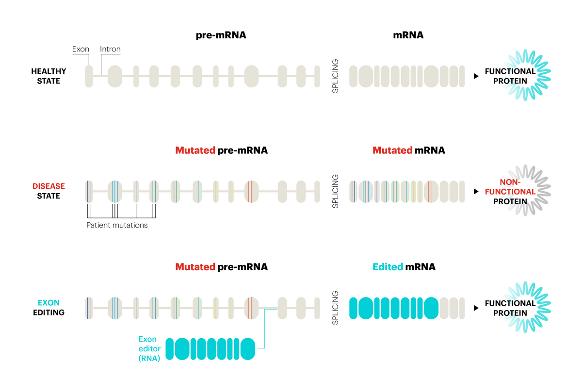 图2 RNA外显子编辑疗法的作用机制