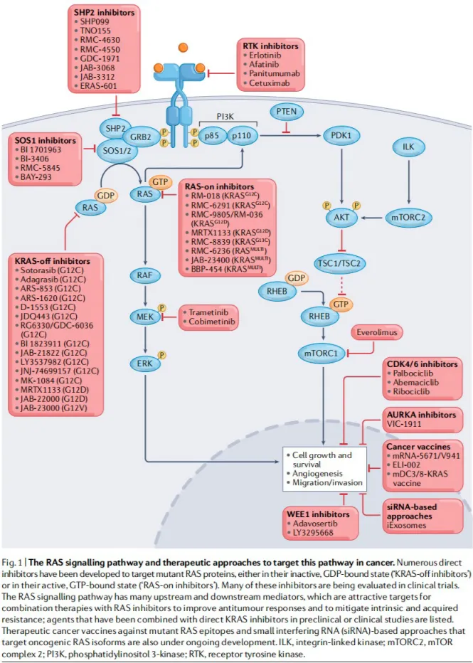 RAS 信號(hào)通路以及相關(guān)靶點(diǎn)藥物